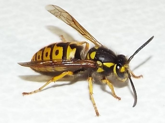 Vespula germanica (Vespidae)